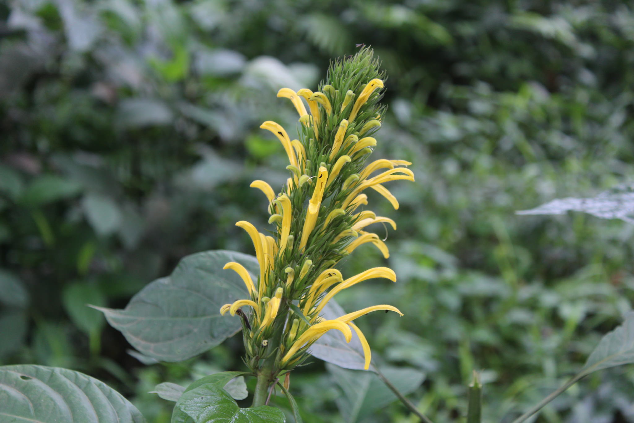 Justicia aurea